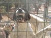 STORIE VERE SUI CANI DA GUARDIA (Video 9)